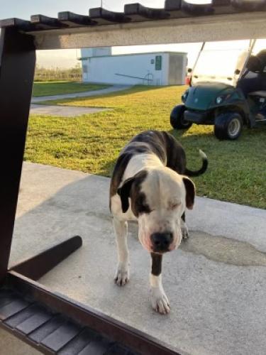 Found/Stray Male Dog last seen Krome ave and SW 8th Street, Miami, FL 33194
