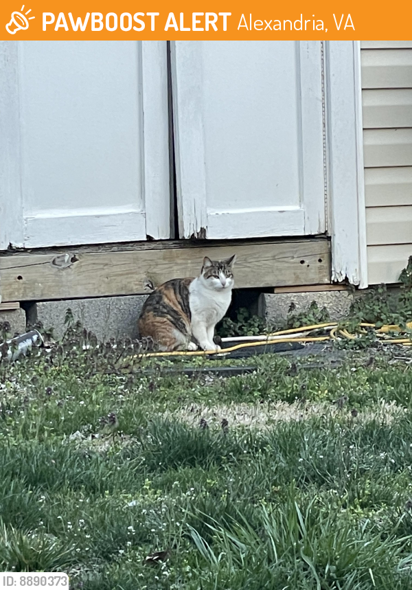 Found/Stray Unknown Cat last seen Telegraph road, Alexandria, VA 22310