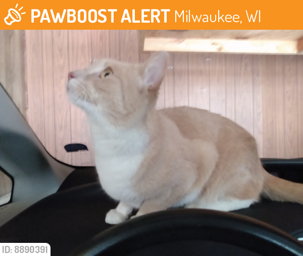 Rehomed Unknown Cat last seen N 92nd St, Milwaukee, WI in Alley, Milwaukee, WI 53225