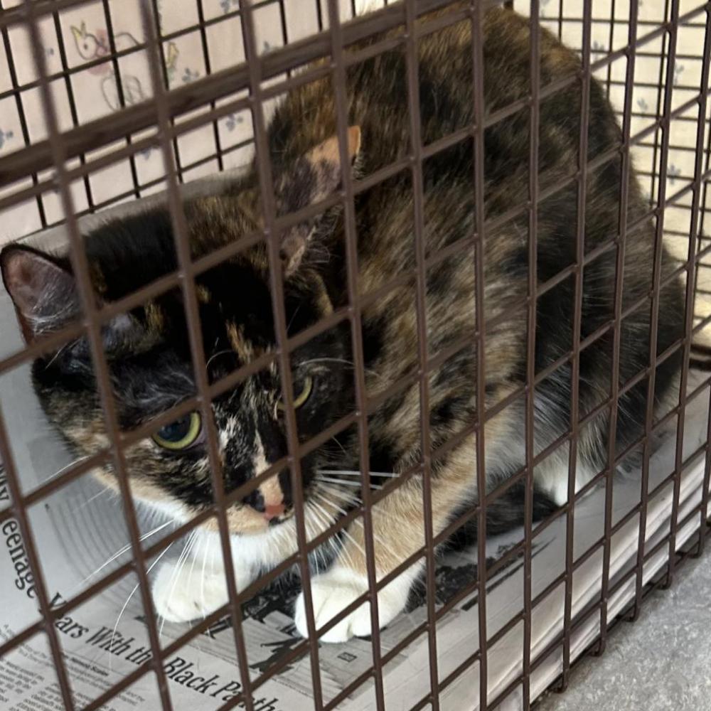 Shelter Stray Unknown Cat last seen , Philadelphia, PA 19140