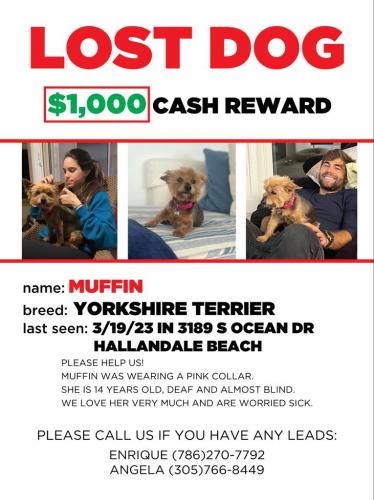 Lost Female Dog last seen Near Golden Beach, Golden Beach, FL 33160