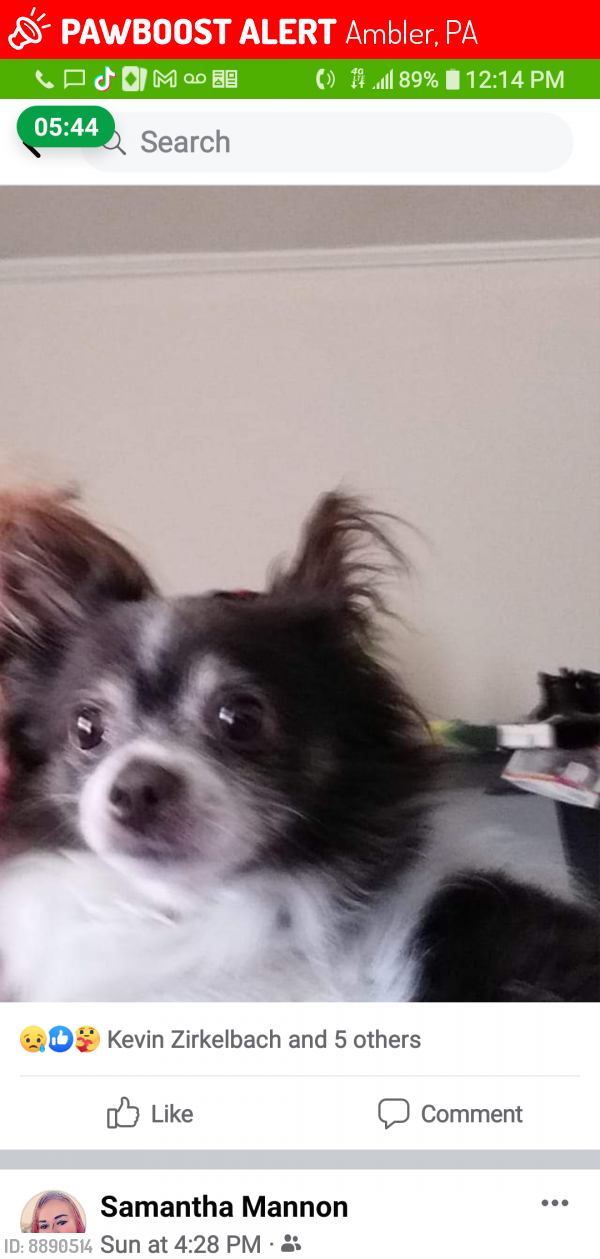 Lost Male Dog last seen Lindenwold ave, Ambler, PA 19002