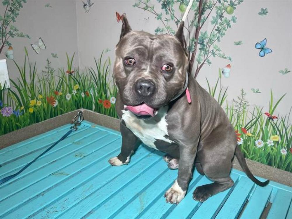 Shelter Stray Male Dog last seen , Palmdale, CA 93550