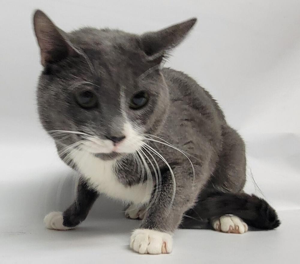 Shelter Stray Male Cat last seen Near Hendrix Street, BROOKLYN, NY, 11207, New York, NY 11208