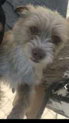 Lost Male Dog last seen Near th Street and Harvard Blvd. , Los Angeles, CA 90047