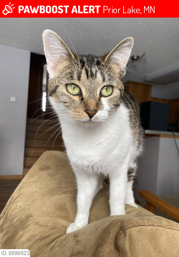 Lost Female Cat last seen Near Bluff Heights Trail SE and Franklin Trail SE, Prior Lake, MN 55372
