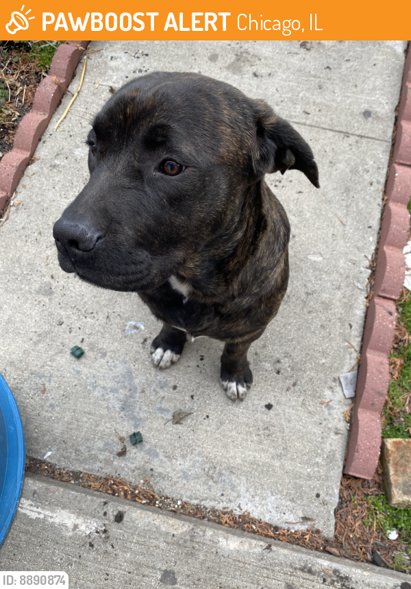 Found/Stray Male Dog last seen 23rs st , Chicago, IL 60623
