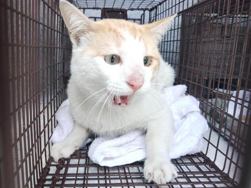 Shelter Stray Unknown Cat last seen Near BLOCK NW 23 CT, LAUDERHILL FL 33313, Davie, FL 33312