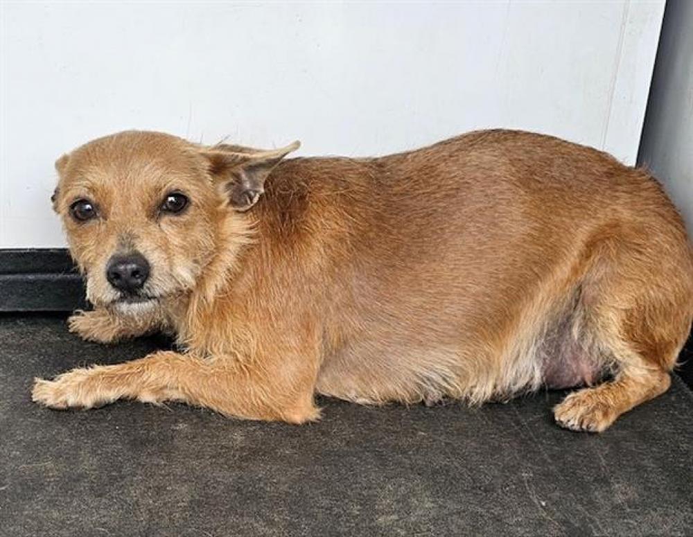 Shelter Stray Female Dog last seen Near BLOCK OLEANDER AV, BAKERSFIELD,CA, Bakersfield, CA 93307