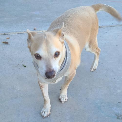Found/Stray Male Dog last seen Ocitillo and alma  (spy glass bay divison), Chandler, AZ 85248