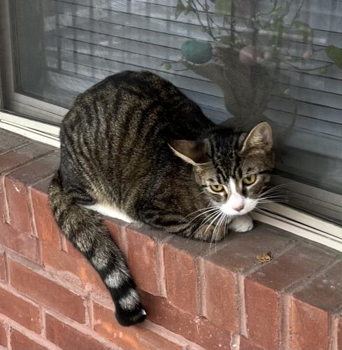 Found/Stray Unknown Cat last seen N 40th & Baring , Philadelphia, PA 19104