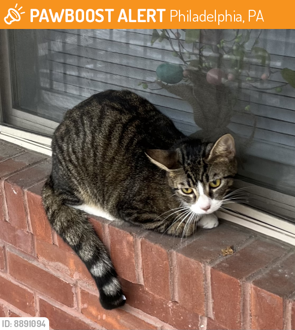 Rehomed Unknown Cat last seen N 40th & Baring , Philadelphia, PA 19104
