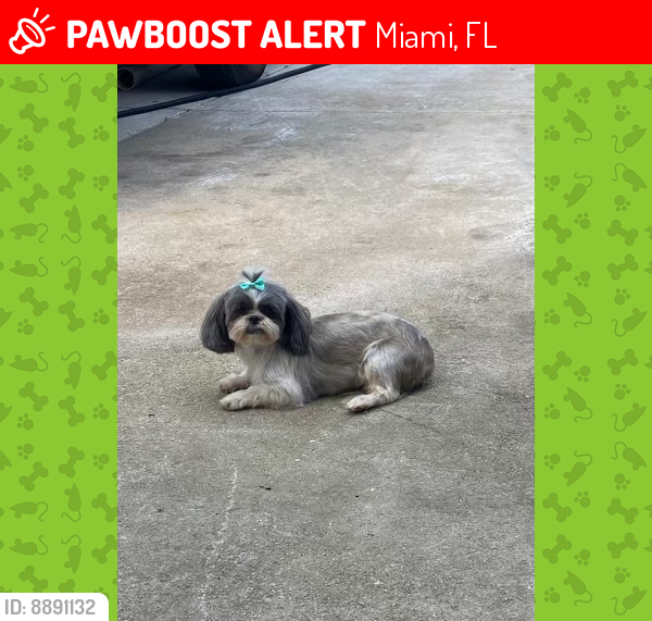 Lost Female Dog last seen Near SW 37 ST, Miami FL 33155, Miami, FL 33155