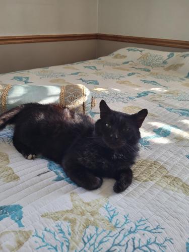Found/Stray Male Cat last seen Goldcrest drive Chesapeake va, Chesapeake, VA 23325