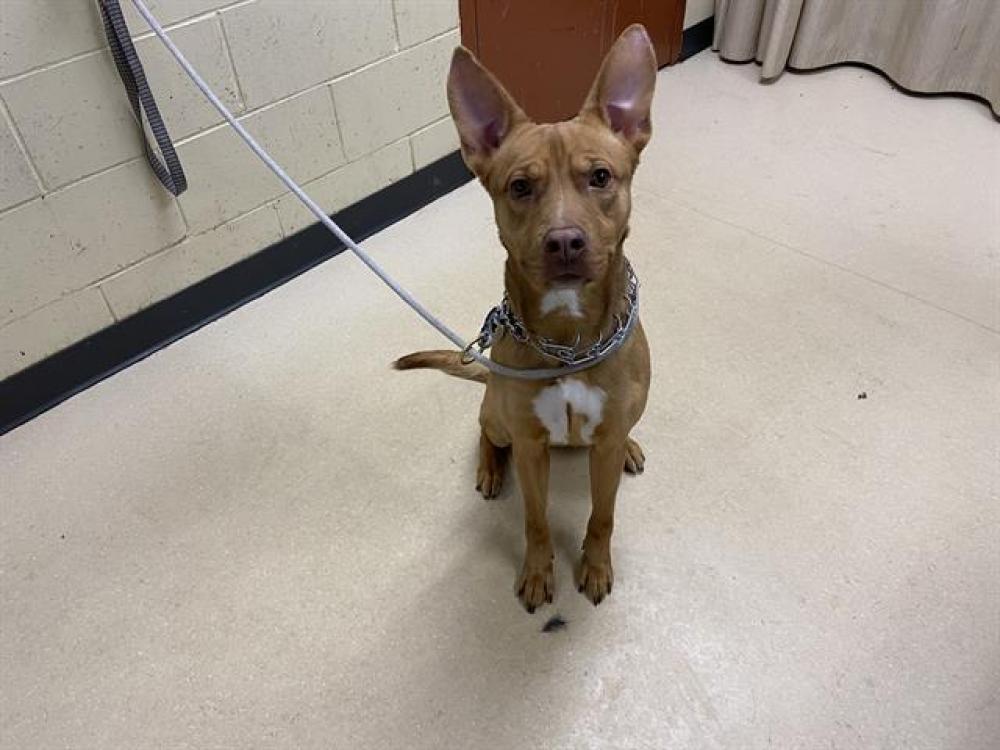 Shelter Stray Male Dog last seen , West Milwaukee, WI 53215