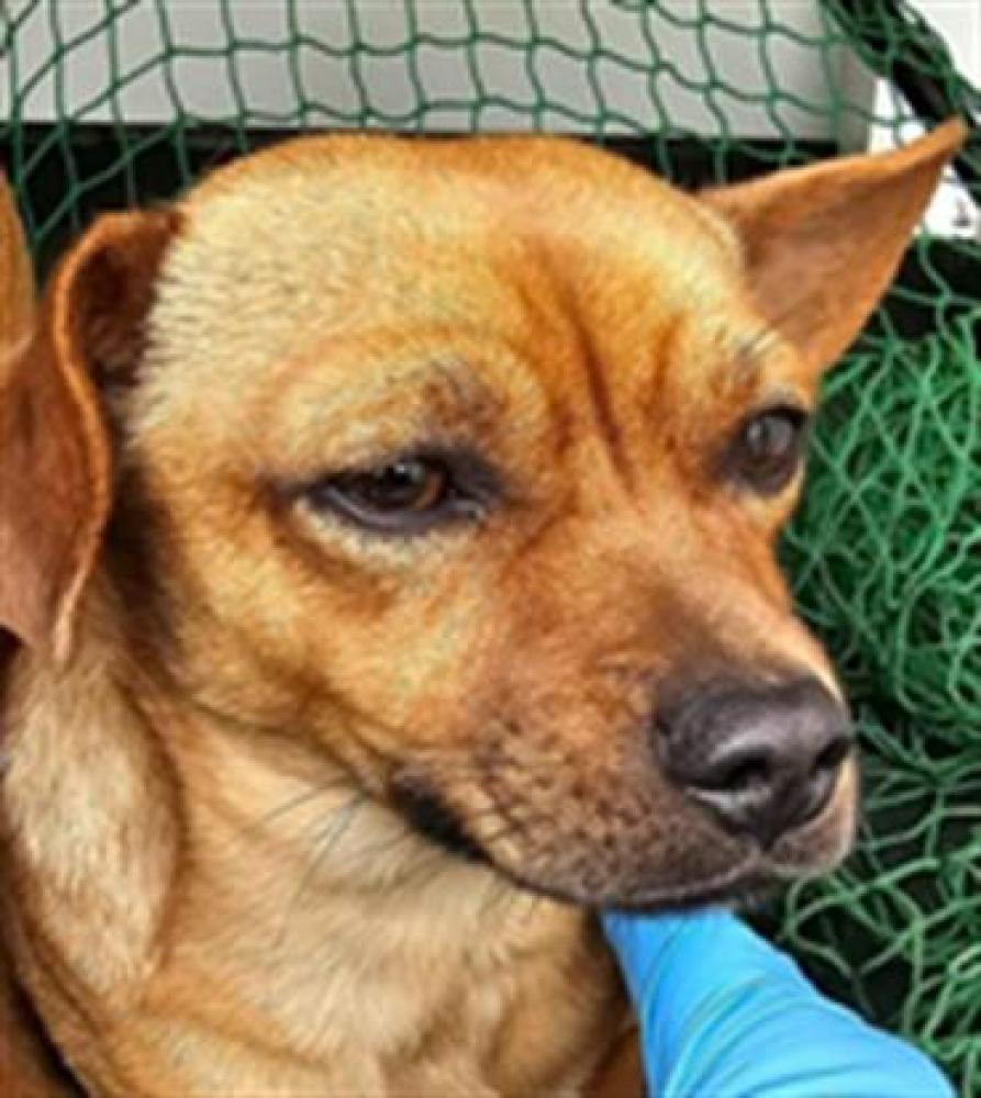Shelter Stray Male Dog last seen Near BLOCK OLEANDER AV, BAKERSFIELD,CA, Bakersfield, CA 93307
