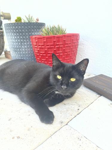 Lost Female Cat last seen Near hermoso rd boca Raton Fl 33486, Boca Raton, FL 33486