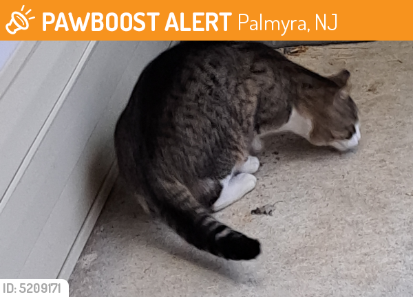 Found/Stray Unknown Cat last seen Near Riverfront Dr. Palmyra NJ 08065, Palmyra, NJ 08065