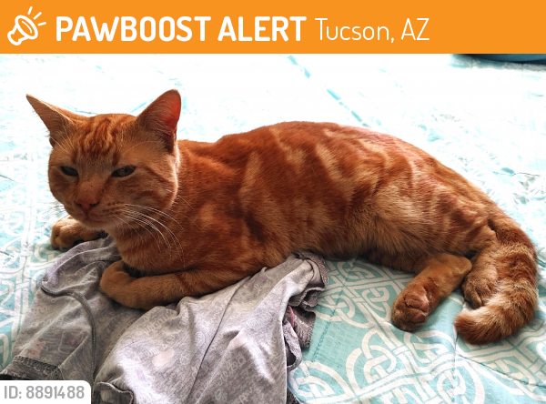 Rehomed Male Cat last seen Palo Verde and 28th, Tucson, AZ 85713