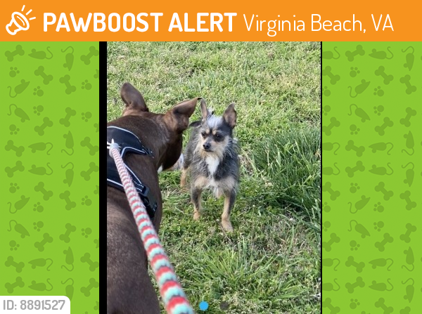 Found/Stray Male Dog last seen Diamond Springs by Coastline apmts , Virginia Beach, VA 23462