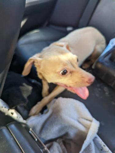 Lost Female Dog last seen Higley and Hampton , Mesa, AZ 85206