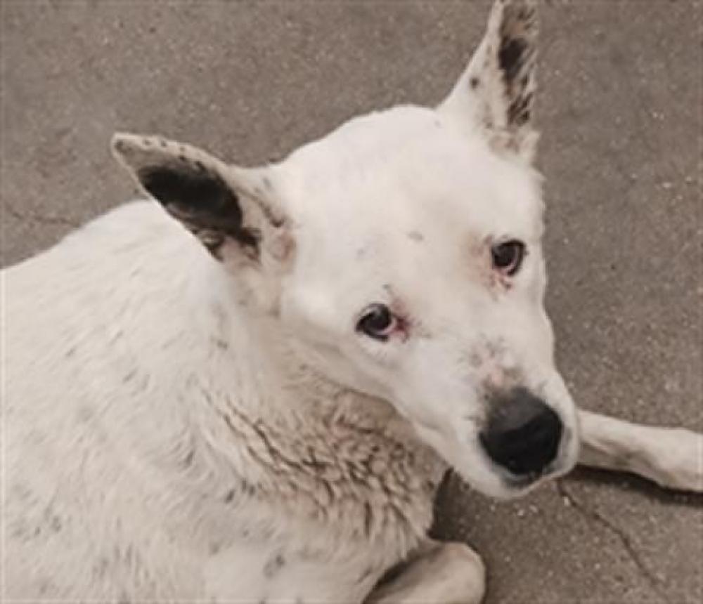 Shelter Stray Female Dog last seen , Tucson, AZ 85745