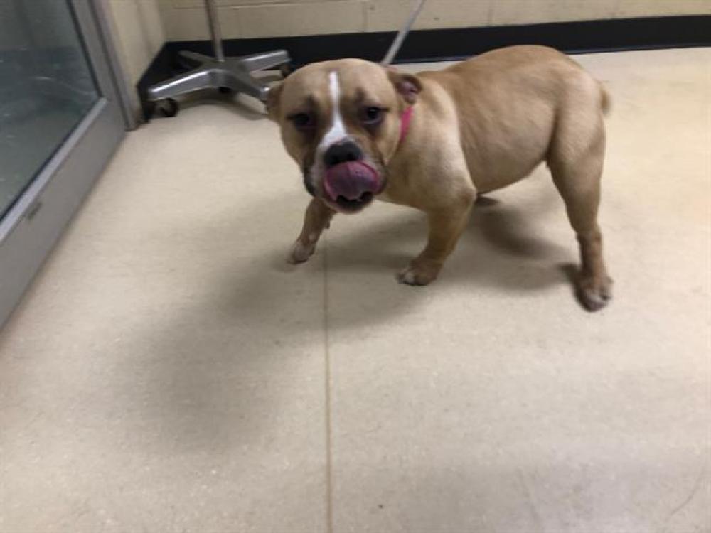 Shelter Stray Female Dog last seen Near BLOCK N 40TH ST, West Milwaukee, WI 53215