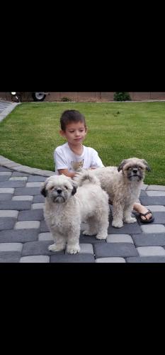 Lost Male Dog last seen 64th Ave and Garden Drive , Glendale, AZ 85304