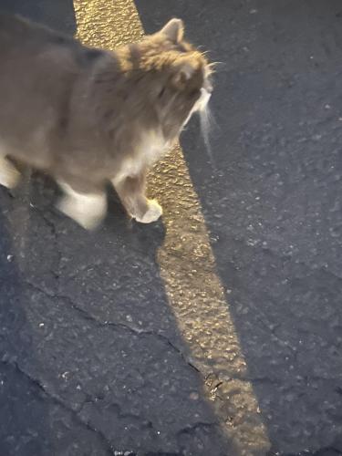 Found/Stray Unknown Cat last seen Priest & Calle Cerritos, Guadalupe, AZ 85283