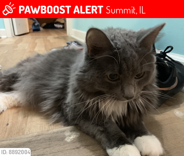 Lost Male Cat last seen 75th Ave and 62nd st. Summit IL, Summit, IL 60501