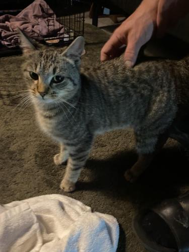 Found/Stray Female Cat last seen Thurston , Milwaukee, WI 53209