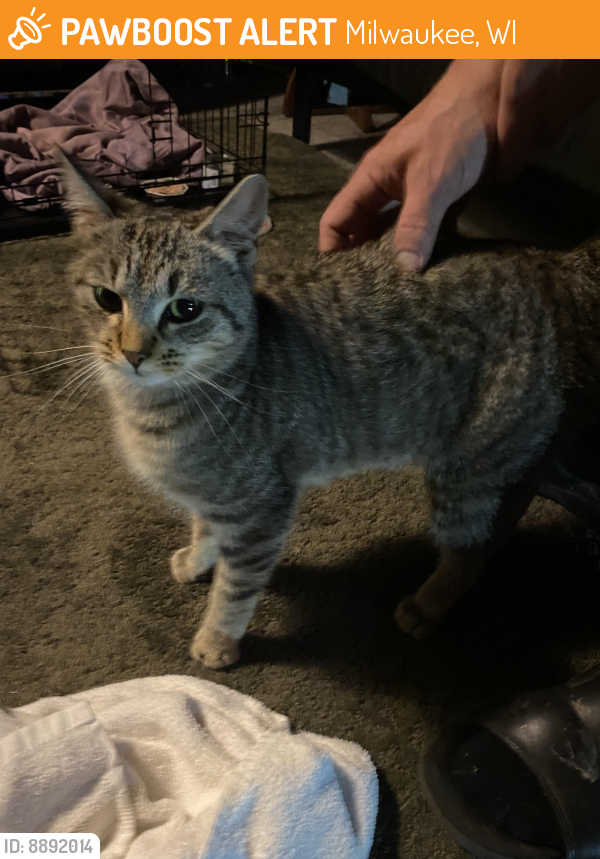 Found/Stray Female Cat last seen Thurston , Milwaukee, WI 53209