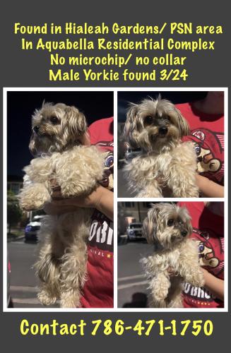 Found/Stray Male Dog last seen Aquabella Residential Complex , Hialeah, FL 33018