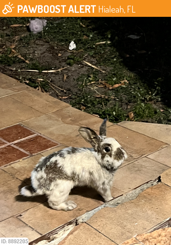 Found/Stray Unknown Rabbit last seen East 10th ave, Hialeah, FL 33013