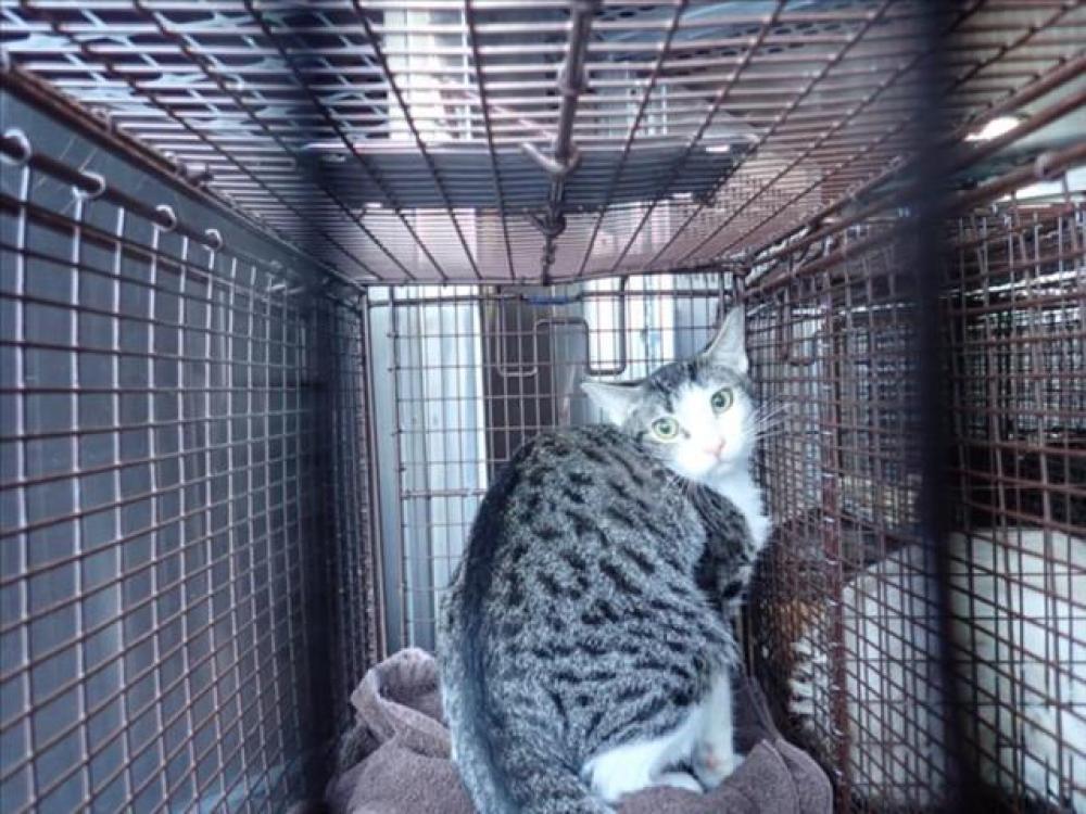 Shelter Stray Unknown Cat last seen , Tucson, AZ 85745