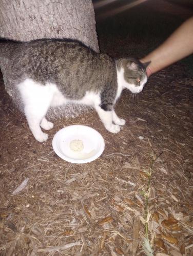 Found/Stray Female Cat last seen Harbor Island, Coral Springs, FL 33067
