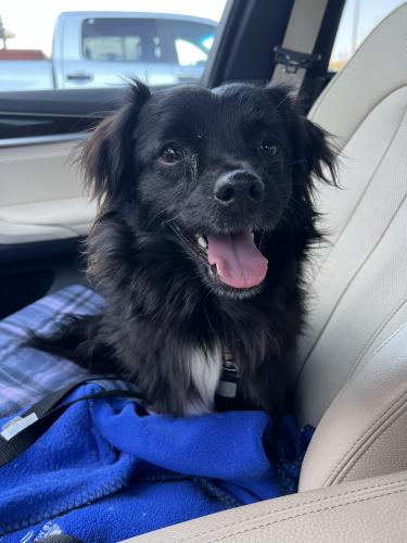 Found/Stray Male Dog last seen Southern and 7th st, Phoenix, AZ 85041