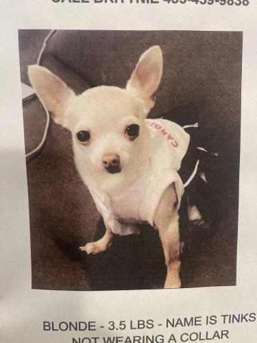 Lost Female Dog last seen Near w Alamo dr, Chandler, AZ 85225
