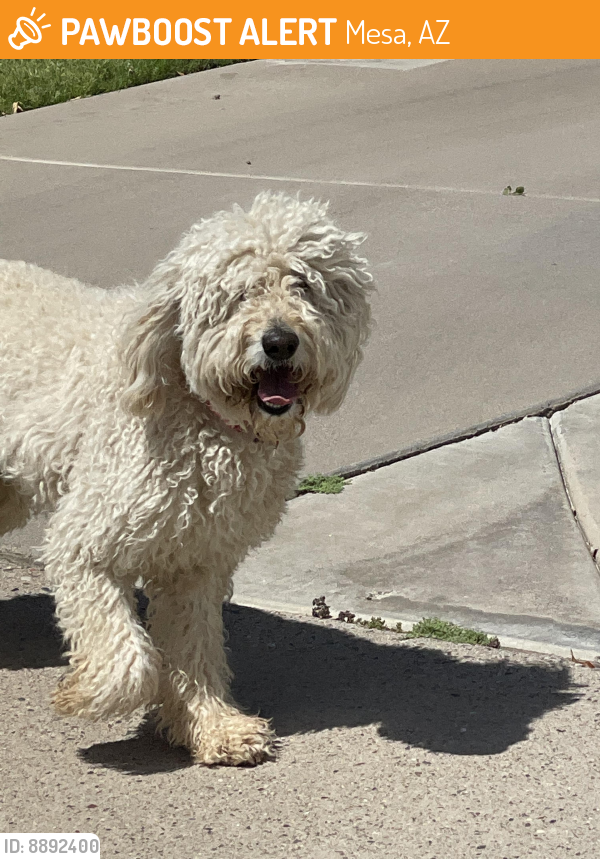 Found/Stray Unknown Dog last seen Entz Elementary, Mesa, AZ 85205
