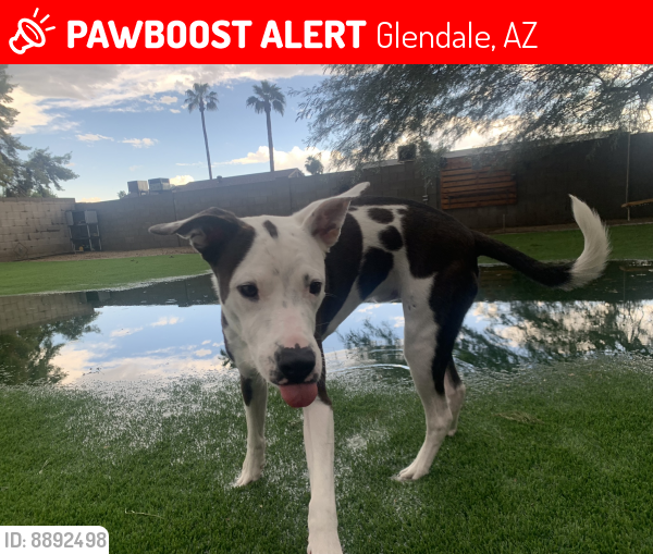 Lost Male Dog last seen 15st bell road Walgreens , Glendale, AZ 85308