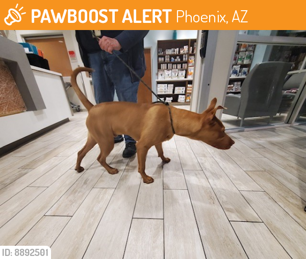 Found/Stray Male Dog last seen Black Canyon Freeway and Thunderbird Road - Near Best Buy and Mc Donalds, Phoenix, AZ 85029
