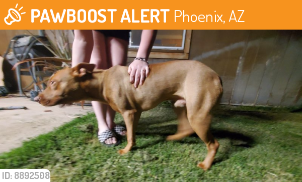 Surrendered Male Dog last seen Sweetwater and 28th dr. , Phoenix, AZ 85029