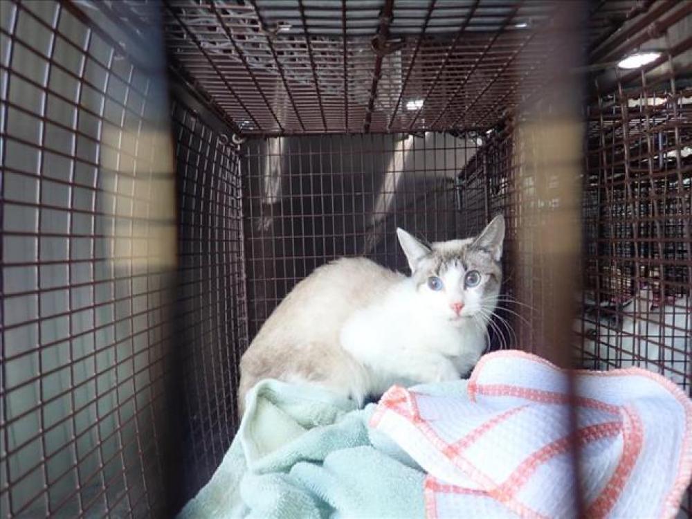Shelter Stray Unknown Cat last seen , Tucson, AZ 85745