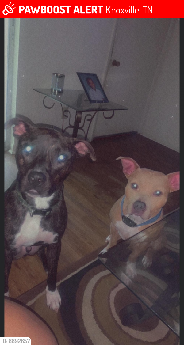 Lost Male Dog in Knoxville, TN 37909 Named Brix And Kong (ID 8892657