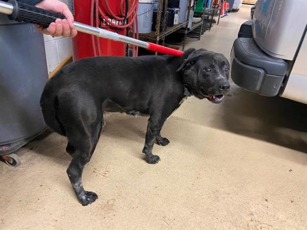 Shelter Stray Male Dog last seen , West Milwaukee, WI 53215