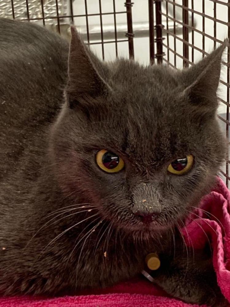 Shelter Stray Female Cat last seen Near BLOCK W WELLS BRANCH PARKWAY, Austin, TX 78702