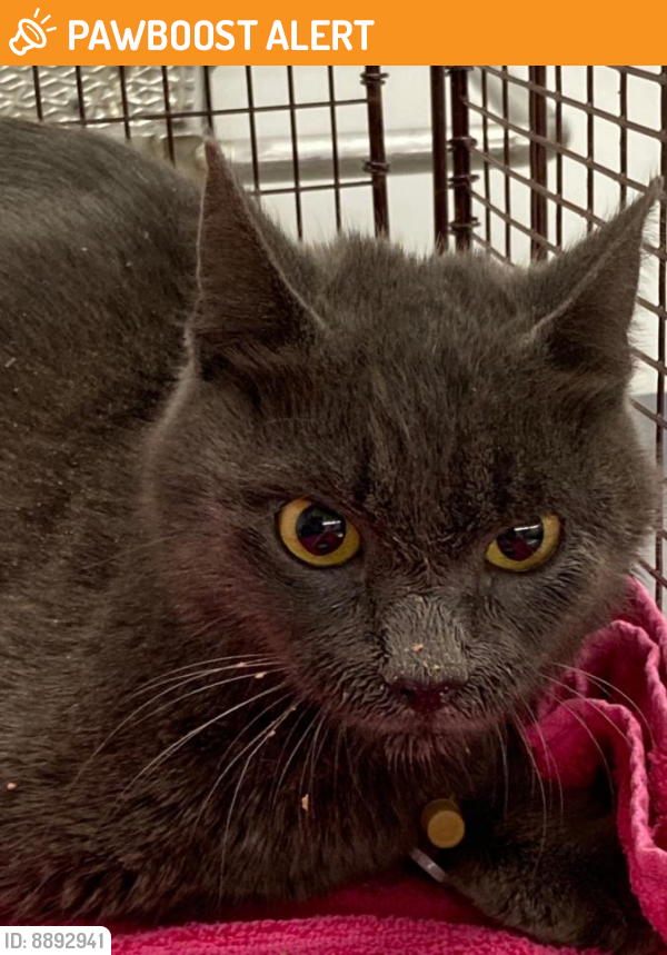 Shelter Stray Female Cat last seen Near BLOCK W WELLS BRANCH PARKWAY, Austin, TX 78702