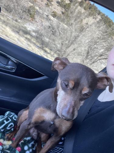 Found/Stray Male Dog last seen Martin Luther King St., Albuquerque, NM 87102