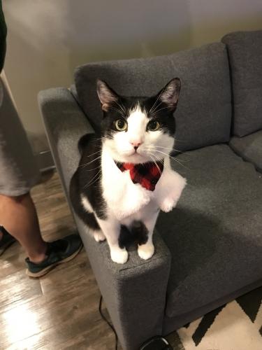 Lost Male Cat last seen Trinity Grove Dr, Cary, NC 27513
