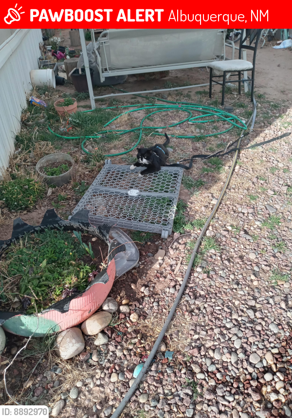 Lost Male Cat last seen Alameda alb nm, Albuquerque, NM 87114